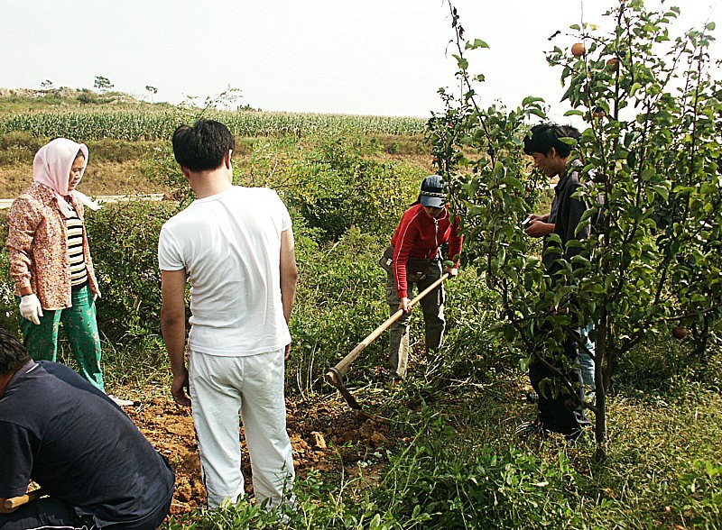 刨花生|青岛公社云山水库露营刨花生 2006