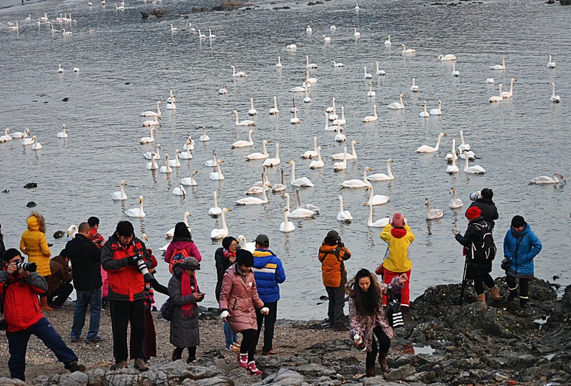 烟墩角|幸福公社胶东寻访白天鹅 2013