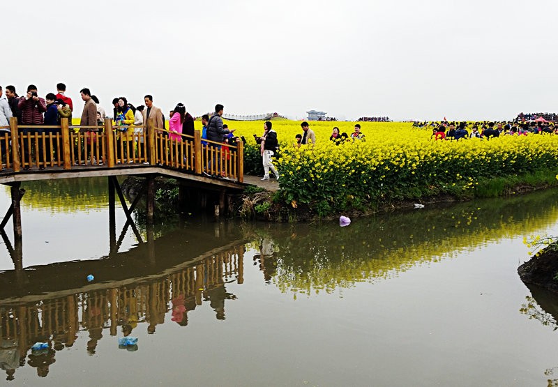 兴化扬州|幸福公社油菜花兴化油菜花之旅2015